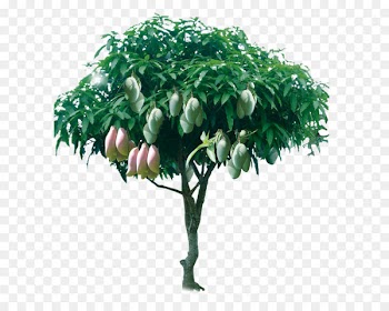 Tree Mango - Fruitful mango tree 