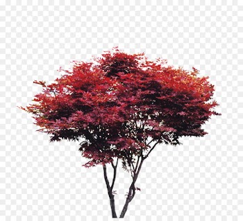 Tree Maple Red - Tree, trees, Taobao creative, red trees 