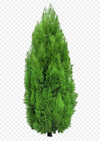 Tree Mediterranean cypress Hedge Clip art - Cypress Tree PNG Clipart 