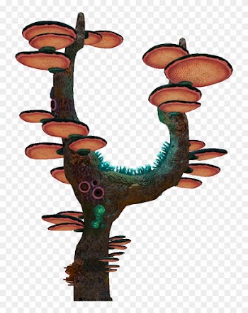 Tree Mushroom - Coral Tree Cafe