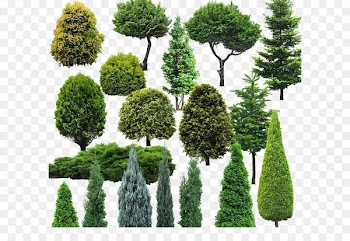 Tree Natural environment - Environmental Image 