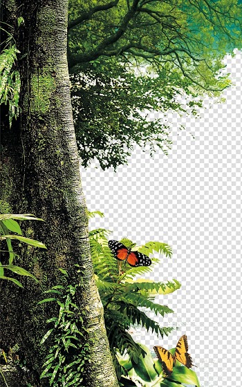 Tree Nature Landscape painting Leaf, Forest trees, orange and black butterly transparent background PNG clipart