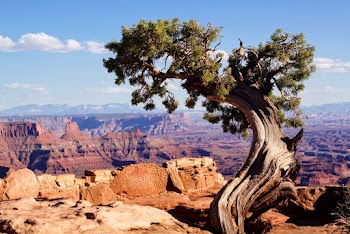 Tree Near a Cliff