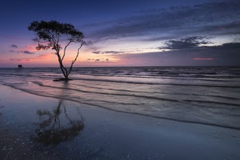 Tree Near Body of Water