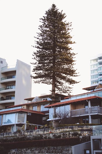 Tree Near High-rise Building