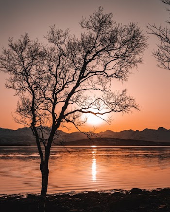Tree Near Ocean