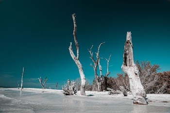 tree near sea shores