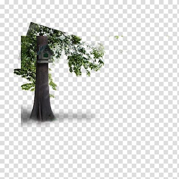 Tree Nest Bird, Tree nest transparent background PNG clipart