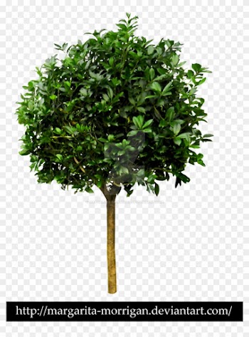 Tree No Leaves Drawing Download - Transparent Small Tree Png