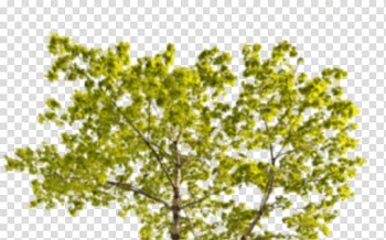 Tree Norway maple Red maple Mural Autumn, dirty garbage truck transparent background PNG clipart