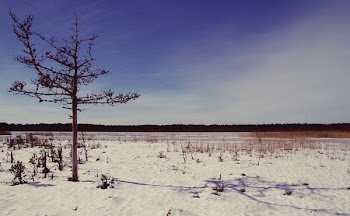 Tree on Desert