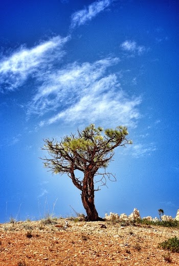 Tree on Hill Under Blue Sky and White Clouds