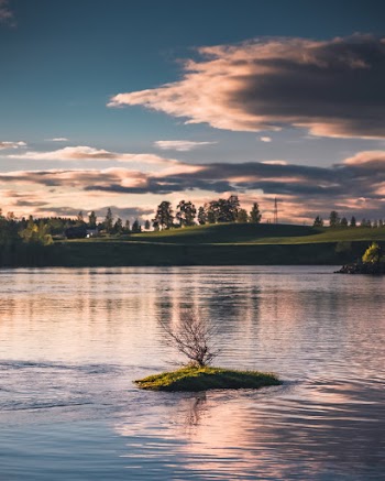 Tree on River