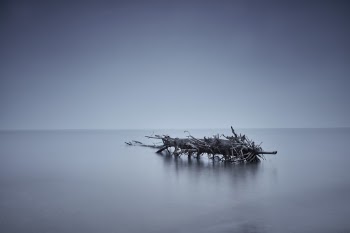 Tree on the sea