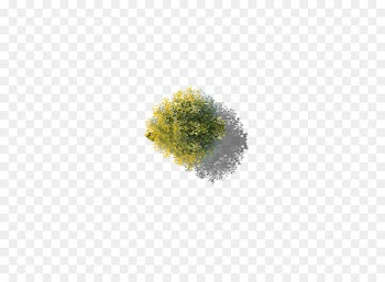 Tree - Overlooking ginkgo tree 