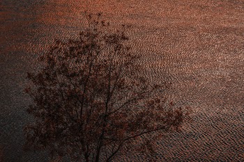 Tree Painting