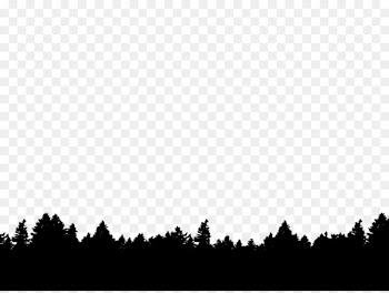 Tree Photography Silhouette - forest 