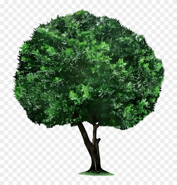 Tree Picsart Photo Studio Plant Clip Art - Tree Picsart Photo Studio Plant Clip Art