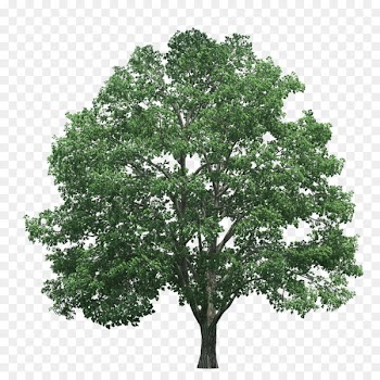 Tree Pine Clip art - Trees 