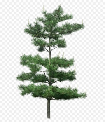 Tree Pine - Green pine tree decoration pattern 
