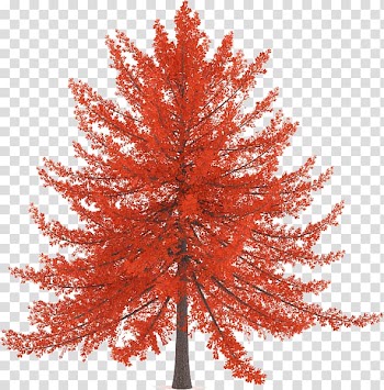 Tree Pine Twig Painting, tree transparent background PNG clipart