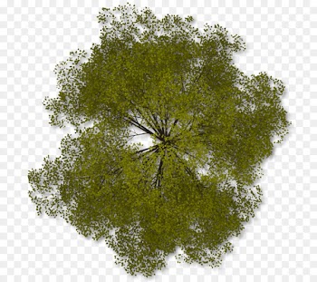 Tree Plan Clip art - arboles 