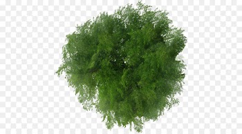 Tree Plan File viewer - tree top view 