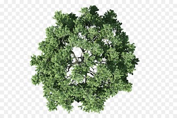 Tree Plan Shrub - plan 