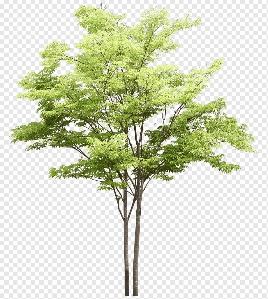 Tree Plant Ash, tree, branch, ash, watercolour Tree png