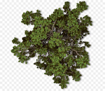 Tree Plant Autumn Shrub - tree top view 