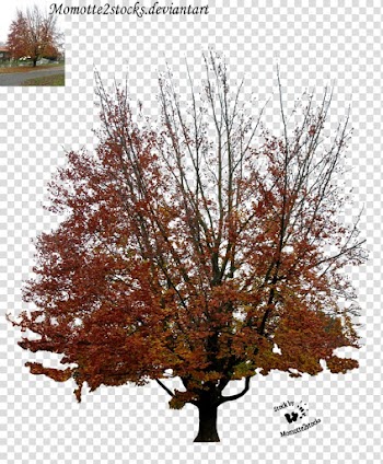 Tree Plant Branch, love tree transparent background PNG clipart