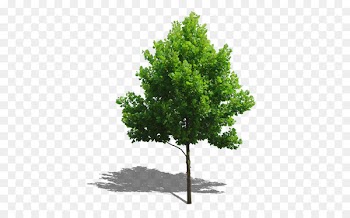 Tree Plant Computer file - Trees 