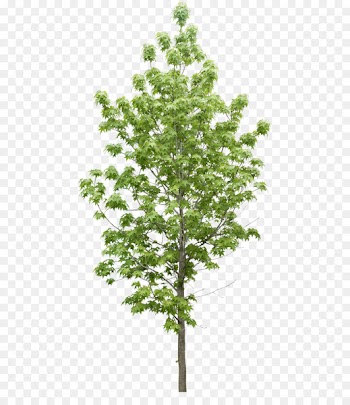 Tree Plant Data Icon - Trees 
