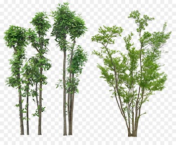 Tree Plant Drawing Architecture - shrubs 