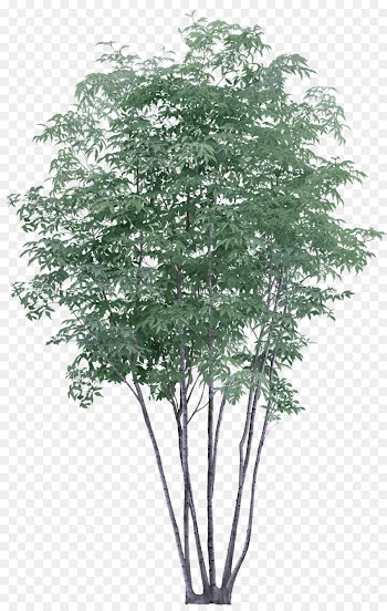 tree plant flower woody plant flowering plant