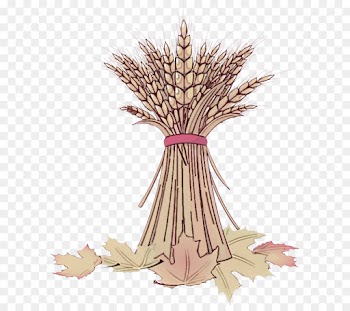 tree plant grass family leaf woody plant