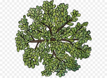 Tree Plant - Green Trees Top view 