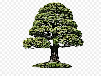 tree plant houseplant woody plant bonsai
