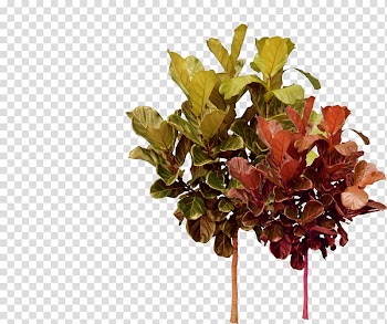 Tree Plant, Red green autumn trees transparent background PNG clipart