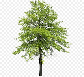 Tree Plant Shrub Nature Transpiration - arboles 
