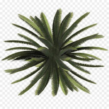 Tree Plant Shrub Site plan - VIEW 