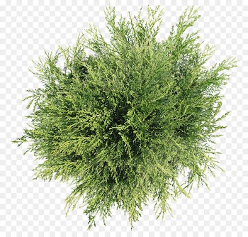 Tree Plant Shrub - tree top view 