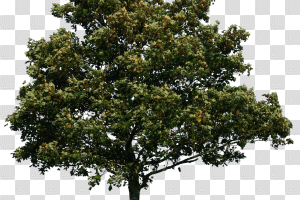 Tree,Plant,Woody plant,Flowering plant,Oak,California live oak ...