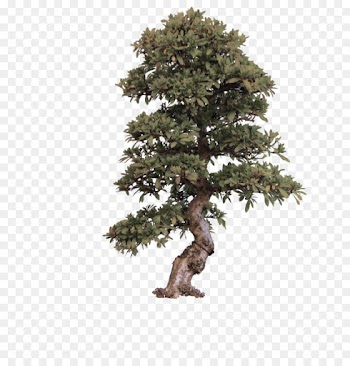 tree plant woody plant lodgepole pine houseplant