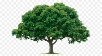 Tree planting Banyan Drawing Landscaping - Tree PNG Photos 