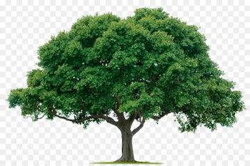 Tree planting Lawn-Tek, LLC Pruning Arborist - Jungle Tree PNG Photos 
