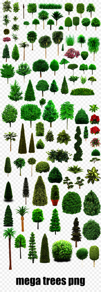 Tree, Plants, Pine, White Pine, Canadian Fir PNG