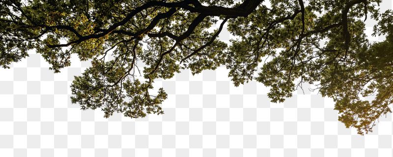 Tree png border sticker, nature | Free PNG - rawpixel