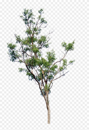 Tree Png By Blur-stock - Little Tree Png