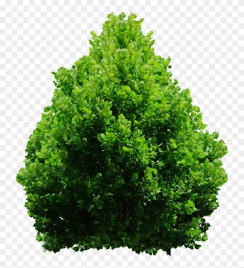 Tree Png By Dbszabo1 - Top Tree Png Free
